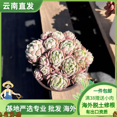 花盆群生多头超大清棚贝瑞