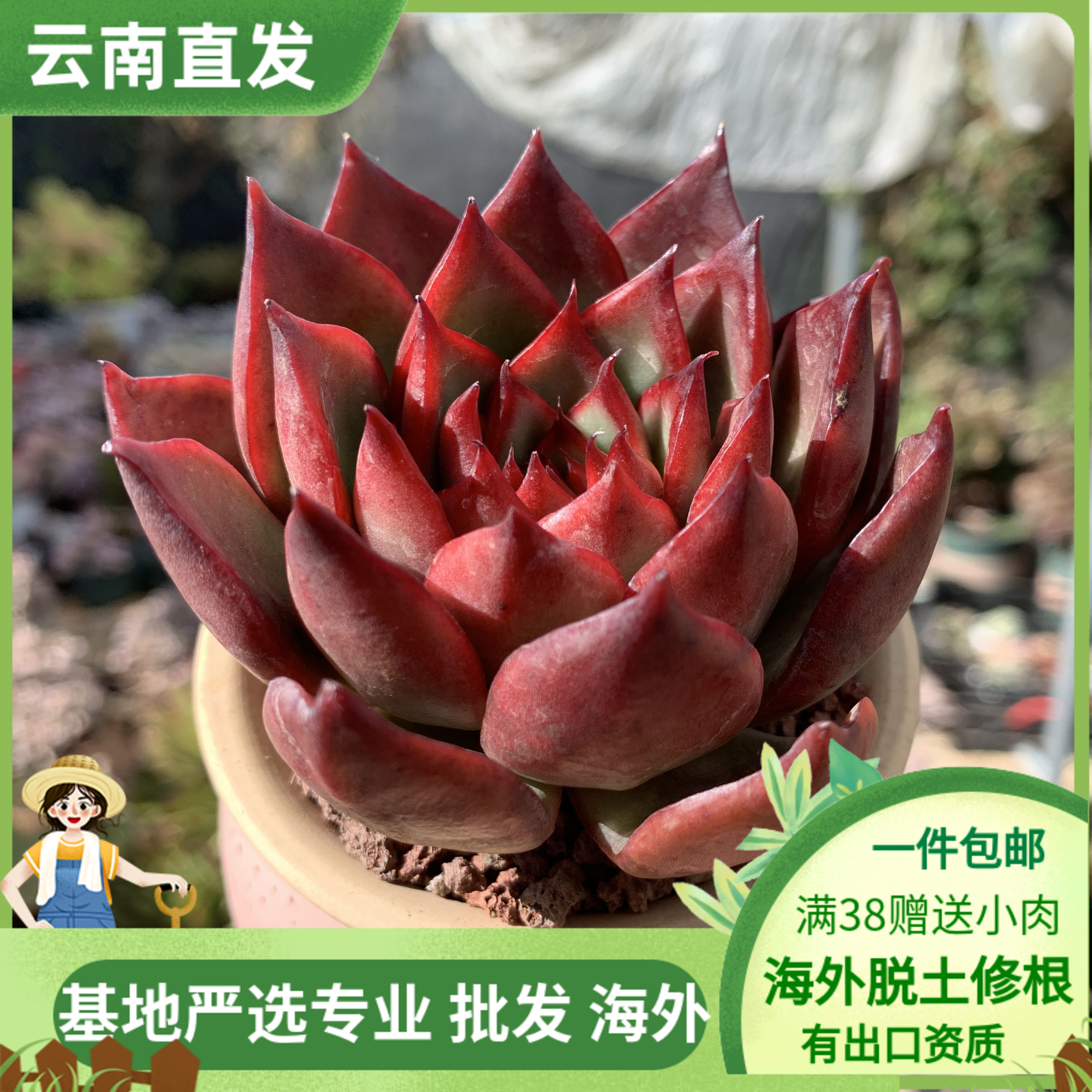清棚进口东云系多肉植物野马东云单头状态小精品云南基地直发盆栽