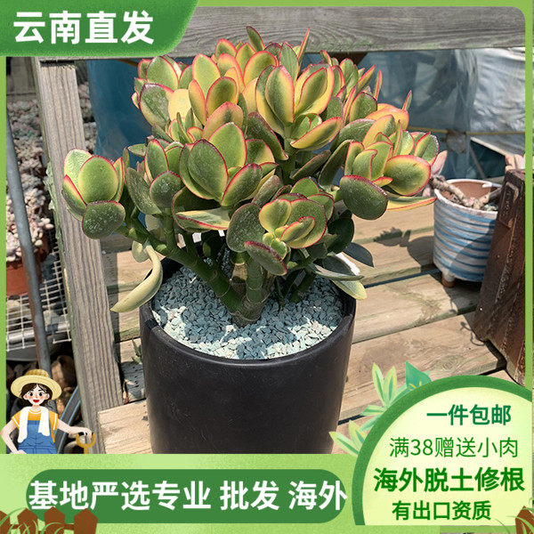 云南黄金花月锦多肉植物红叶玉树室内好养植物盆栽绿植花卉防辐射