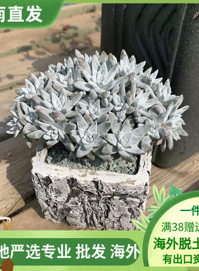 白菊无砍群生木质化仙女杯多肉