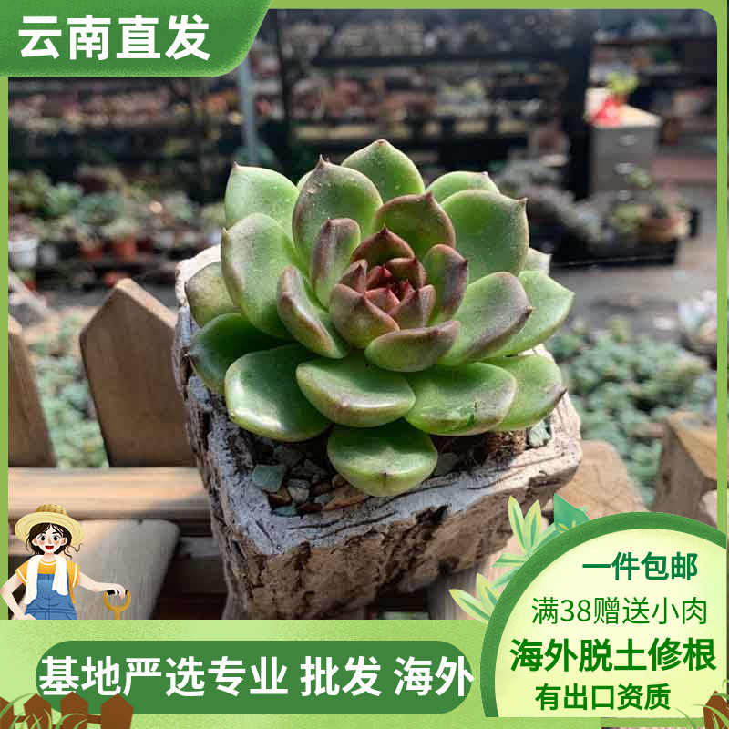 黑水晶玫瑰多肉植物小皮实好养