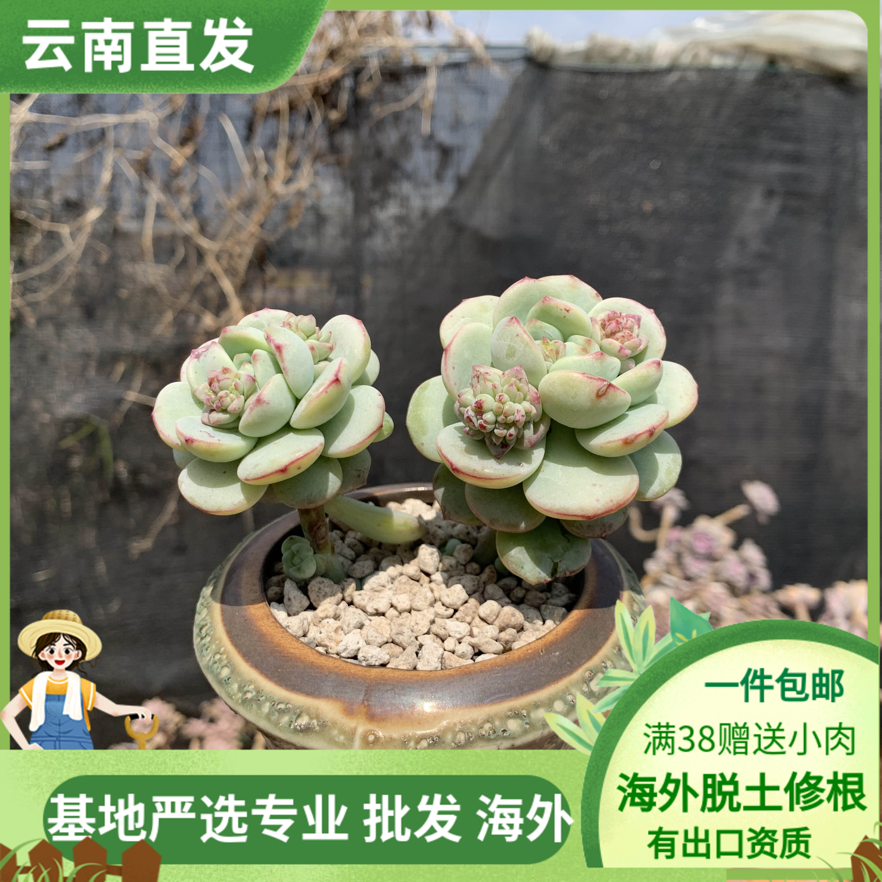 香草整桩控养小精品空间多肉植物