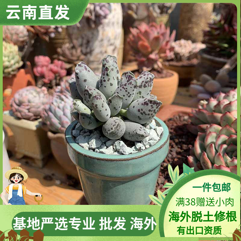 海豹多头水泡进口新款罕见多肉植物叶子圆肥胖小可爱超萌绿植盆栽