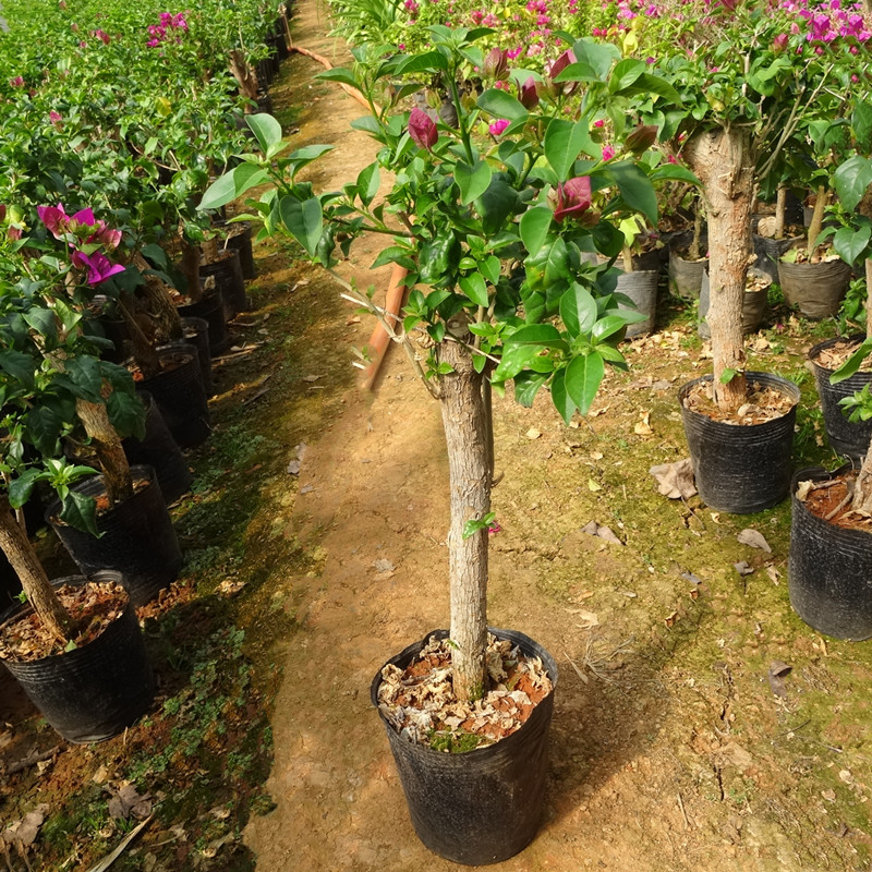 三角梅攀爬藤本庭院植物花卉当年开花盆栽大苗带花云南紫