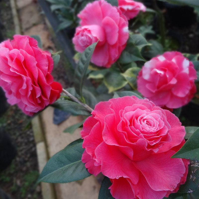 云南山茶花情人节靠接壮苗冬春开花庭院盆栽植物