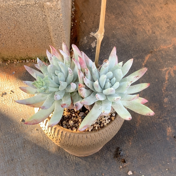 福利,鲜花速递/花卉仿真/绿植园艺,多肉植物,淘宝优惠券,粉丝福利购,淘宝优惠卷