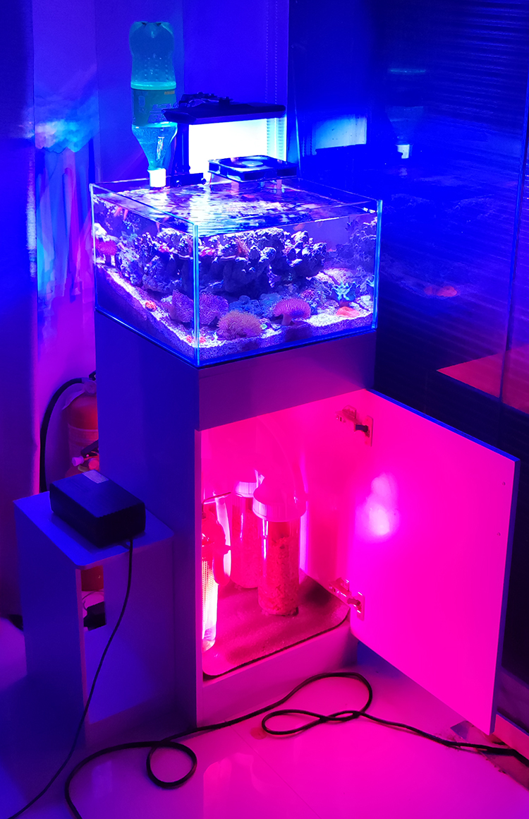 北海潮汐藻桶吸收营养盐