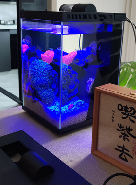 海缸精灵=公子小丑+奶嘴海葵