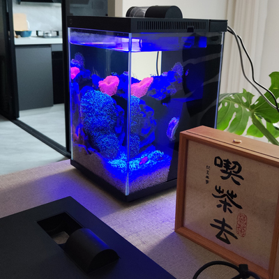 海缸精灵=公子小丑+奶嘴海葵