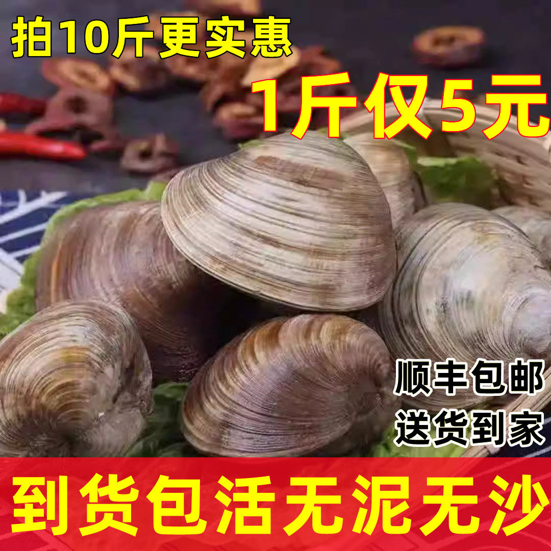 鲜活美贝海蛤蜊大花甲大蛤蜊野生贝类包活到家 顺丰包邮 无泥无沙