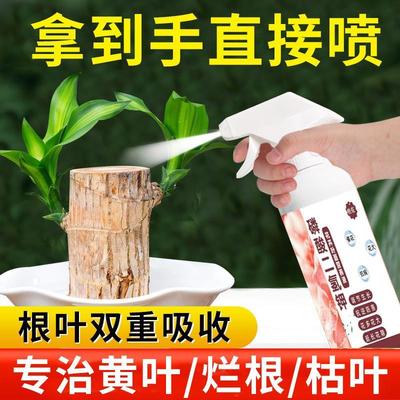 巴西木营养液幸运木水培植物适合各种花叶面喷施营养液叶绿素肥料