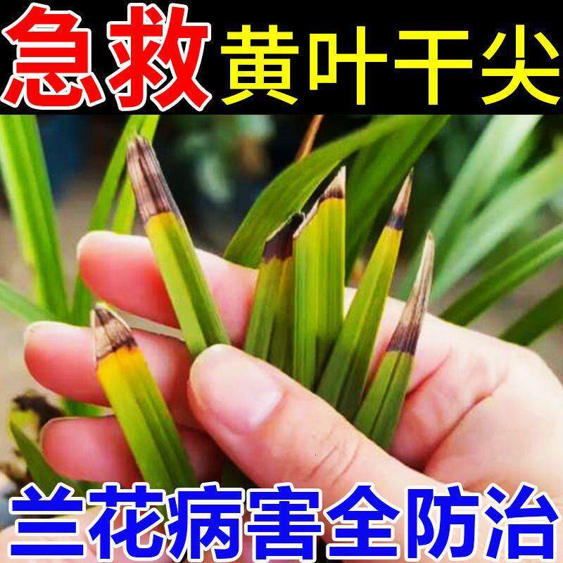 兰花病全治【急救焦黄】防叶斑黑斑枯斑枯萎烂根死根专用营养液