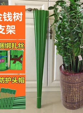金钱树绿萝植物支架支撑杆固定架