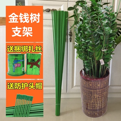 金钱树绿萝植物支架支撑杆固定架