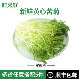 新鲜黄心苦菊苣嫩细叶苦叶黄狗牙生菜西餐健身轻食即食沙拉菜食材