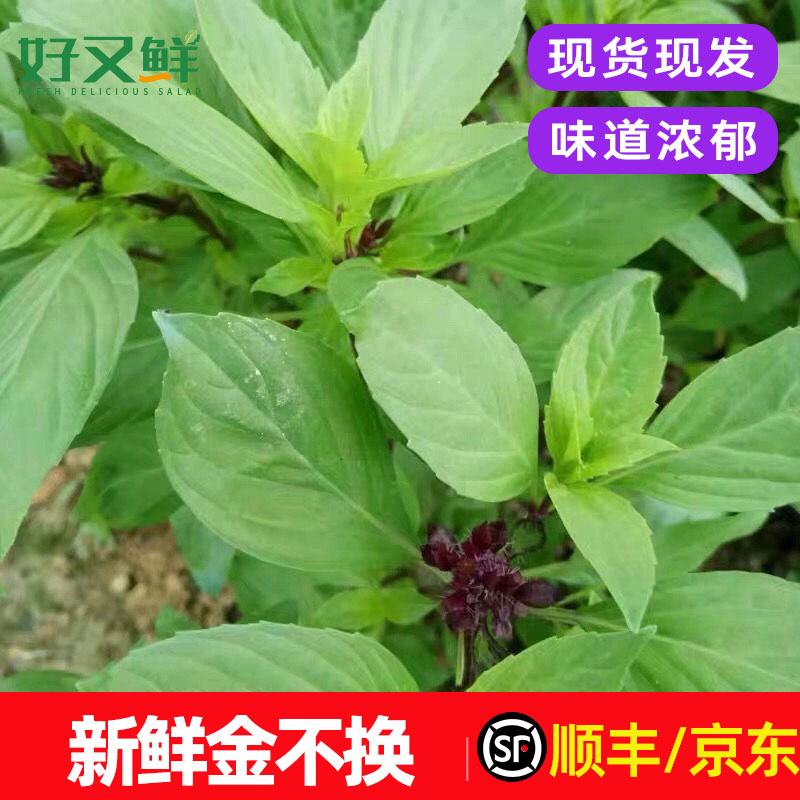 新鲜金不换九层塔西餐香料蔬菜