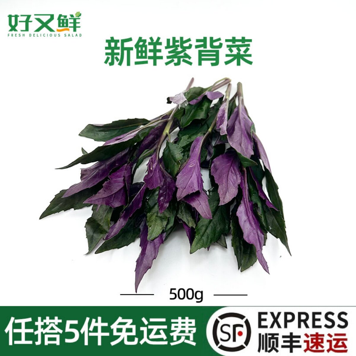 新鲜紫背菜农庄炒食凉拌特色蔬菜
