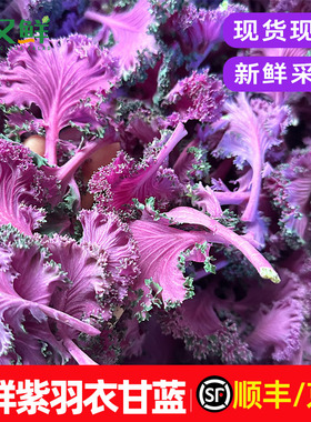 紫色羽衣甘蓝当季新鲜紫包菜上汤轻食沙拉菜摆盘装饰叶牡丹菜包邮