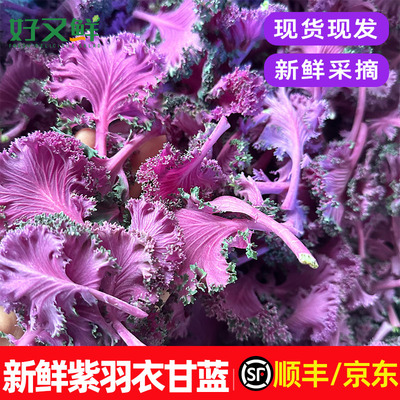 新鲜紫色羽衣甘蓝轻食沙拉菜包邮