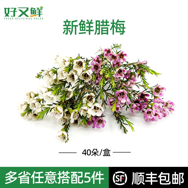腊梅新鲜澳梅花西餐摆盘装饰花草