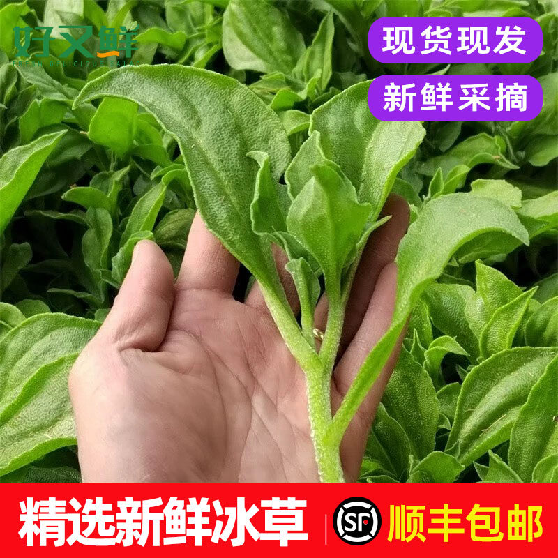 冰草新鲜冰菜冰叶冰花菜水晶菜西餐沙拉食材洗切即食蔬菜顺丰包邮