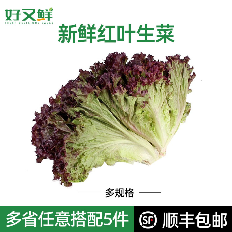 红叶生菜新鲜罗莎红生菜紫叶沙拉菜健身轻食清洗即食西餐食材蔬菜