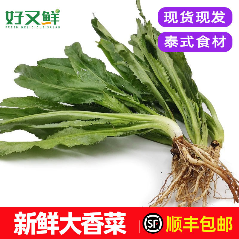 新鲜大香菜现摘大芫荽泰国香菜冬阴功汤食材食用调味香料蔬菜包邮
