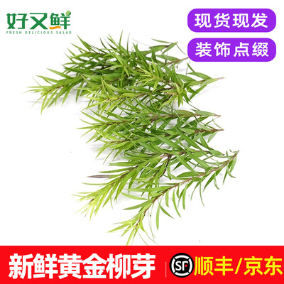 新鲜黄金柳芽装饰点缀花草叶包邮
