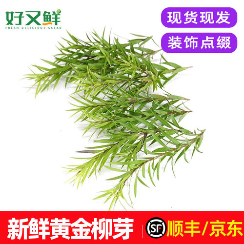 新鲜黄金柳芽装饰点缀花草叶包邮