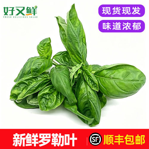 顺丰包邮新鲜甜罗勒叶青酱香料菜