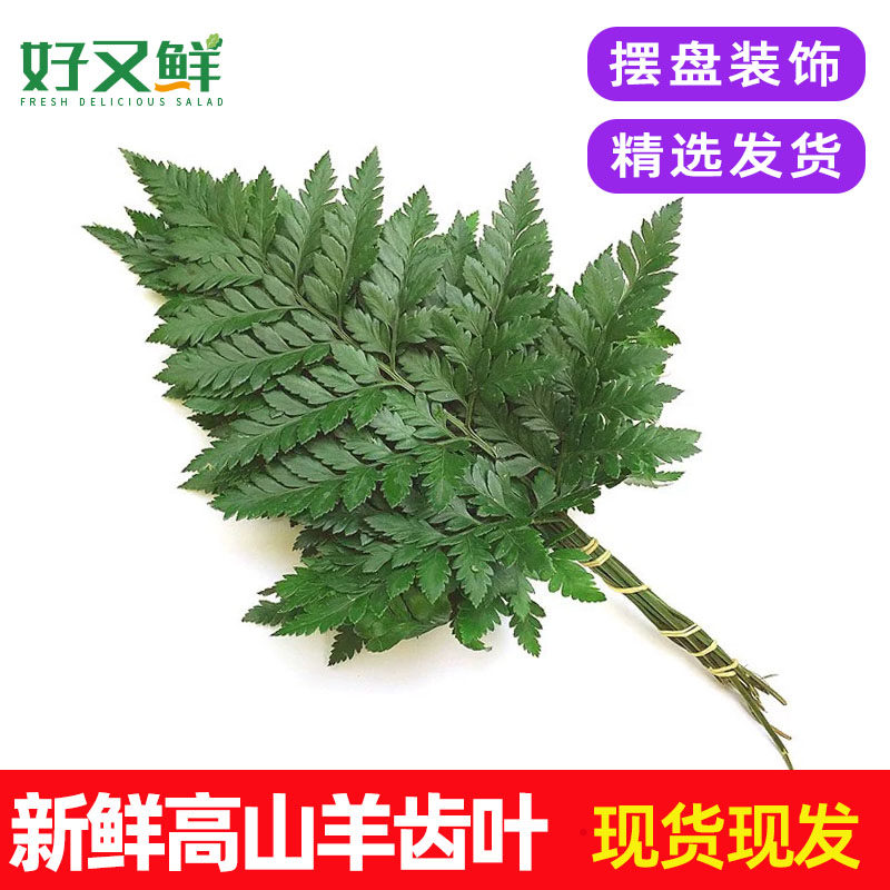 新鲜羊齿叶蛋糕烘焙装饰点缀花草