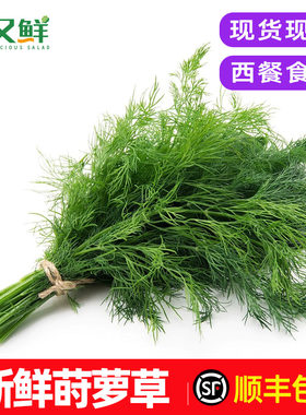 新鲜莳萝草摆盘装饰调味蔬菜包邮