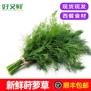 新鲜莳萝草食用泰国香料菜刁草土茴香酒店摆盘西餐厅调料蔬菜包邮