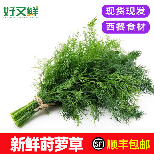新鲜莳萝草摆盘装饰调味蔬菜包邮
