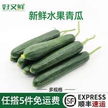 水果小黄瓜新鲜小青瓜荷兰无刺青瓜西餐食材即食凉拌沙拉蔬菜脆嫩