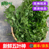 新鲜五叶神五叶参绞股蓝七叶胆农庄饭店煲汤食材回甘特色野菜 包邮