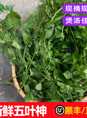 新鲜五叶神五叶参绞股蓝七叶胆农庄饭店煲汤食材回甘特色野菜包邮