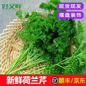 包邮 新鲜荷兰芹卷叶欧芹法香菜方西西餐摆盘蛋糕装 饰点缀榨汁蔬菜