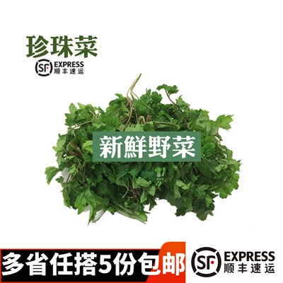 新鲜珍珠菜 当归苗 红根草 扯根菜 农庄野菜上汤火锅菜 500g