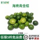 新鲜海南青金桔小柠檬金橘餐厅饮品奶茶店用泡水水果食材皮薄多汁