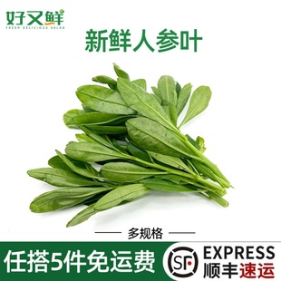 新鲜人参叶东洋参土人参苗现摘农家食用野菜农庄火锅上汤特色蔬菜