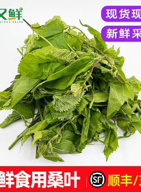 新鲜桑叶食用桑芽菜桑树叶酒店农庄特色野菜火锅上汤养生蔬菜包邮