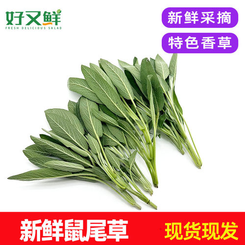 新鲜鼠尾草南丹参山艾Sage西餐提香增味香料调味食用特色香草包邮