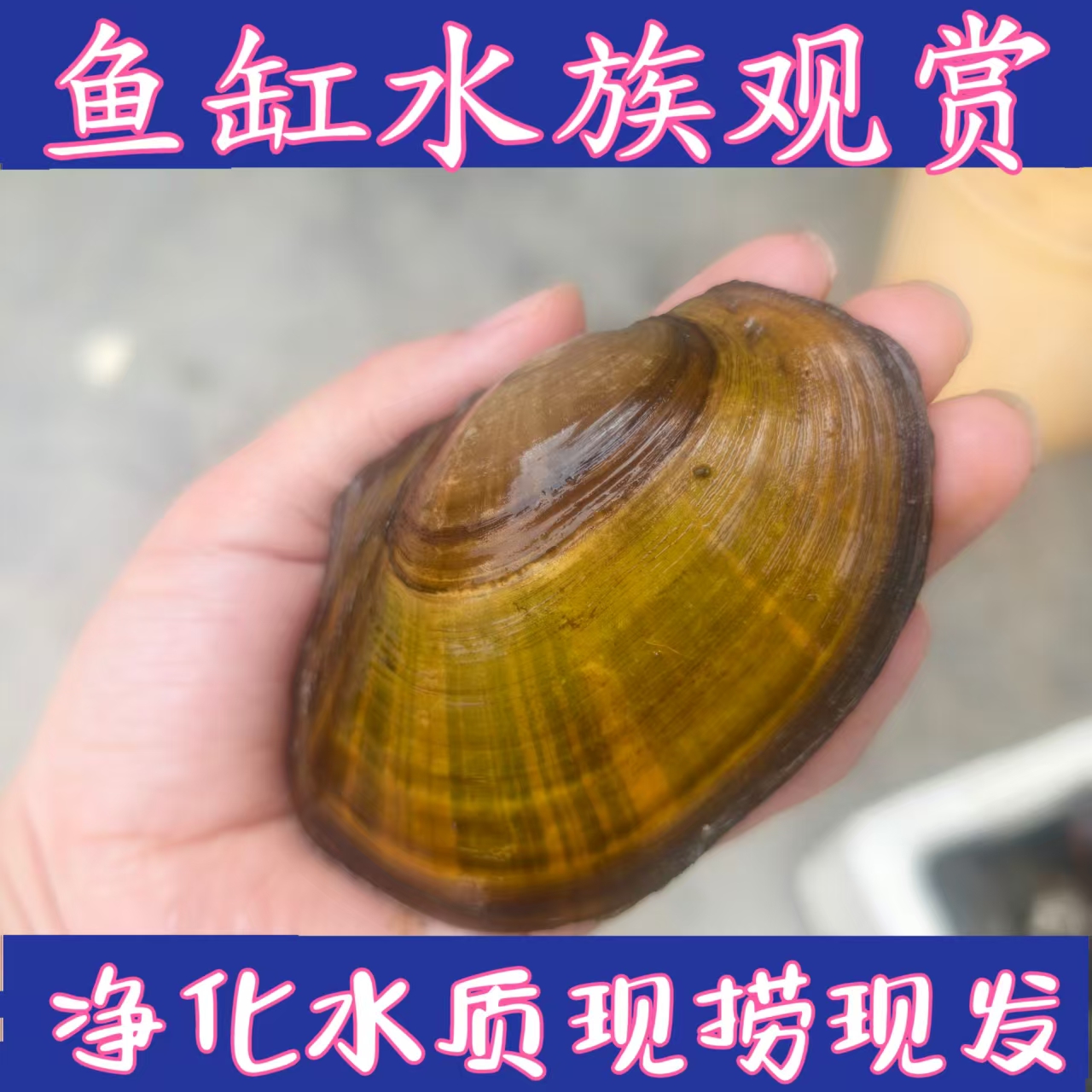 黄金小河蚌原生冷水观赏河蚌活体水族净化水质淡水螺鲜活贝壳净水
