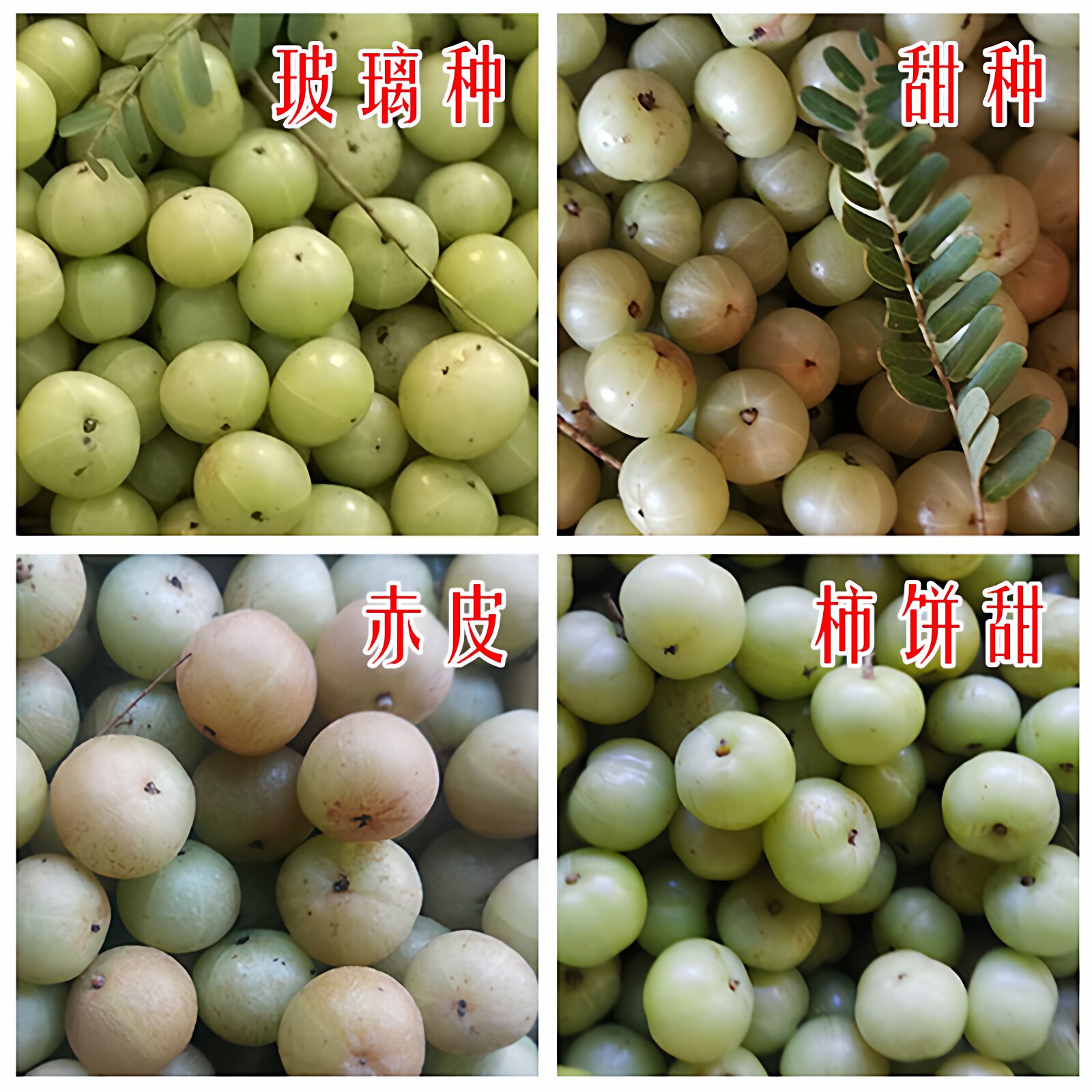 新鲜现摘青油甘果多品种当季余甘果滇橄榄油柑果牛甘果余甘子包邮