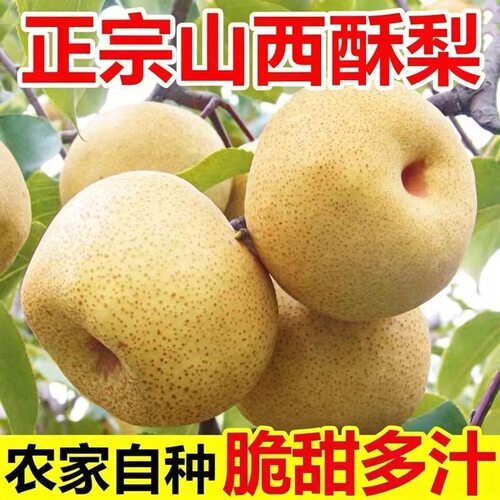 山西贡梨脆甜多汁雪花梨冰糖蜜梨