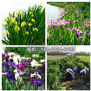 黄菖蒲常绿鸢尾玉蝉花兰花鸢尾挺水河道驳岸绿化水生植物路易斯