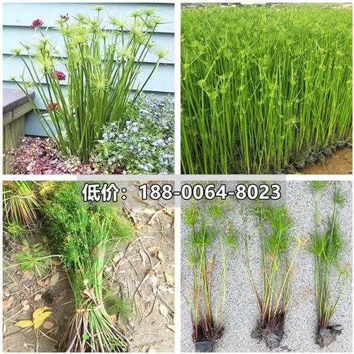 细叶纸莎草苗水生植物挺水河道绿化苗木池塘湿地多年生造景用苗