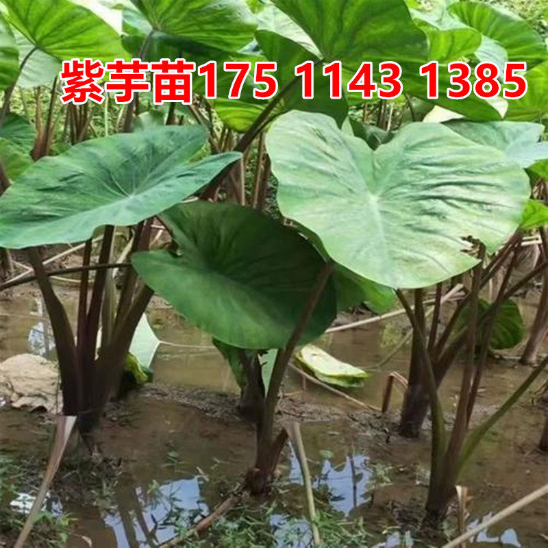 芋头苗水生植物食用挺水植物池塘湿地种植苗木海芋