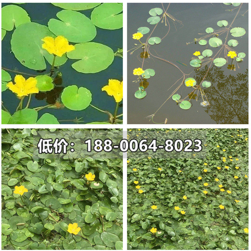 100株一叶莲黄花荇菜苗 莕菜养鱼龟虾缸造景观微 水草浮萍水生